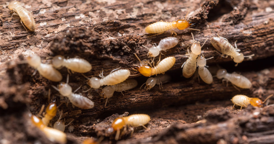 WDO Termite Inspection